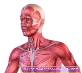 Mușchiul sternocleidomastoidian