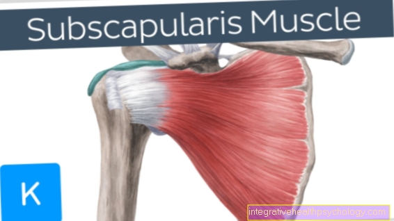 Subscapularis muskuļi