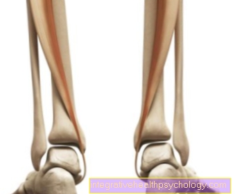 Tibialis posterior muskel