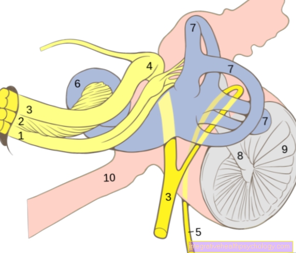 Vestibular nerve