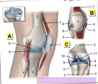 Tendon patela