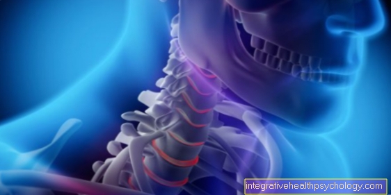 Spinal nerves