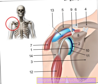 Skulderled