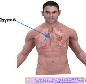 Thymus