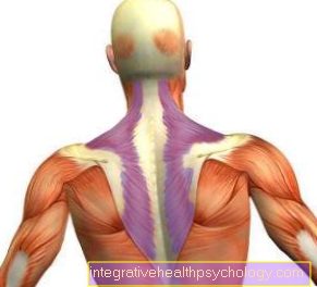 Trapezius