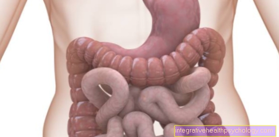 Tubo digestivo