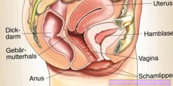 Женски репродуктивни орган