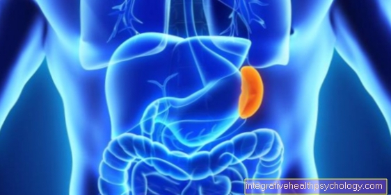 What are the functions and tasks of the spleen?