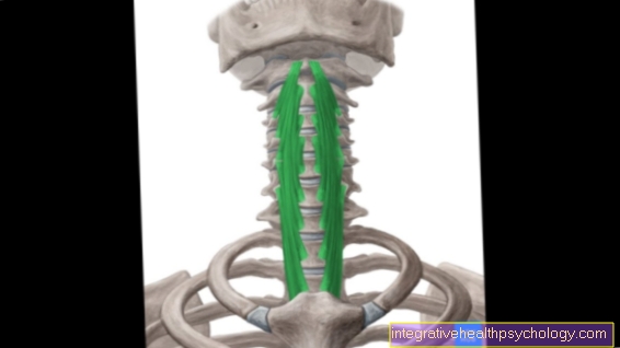 Intermediate transverse process muscle