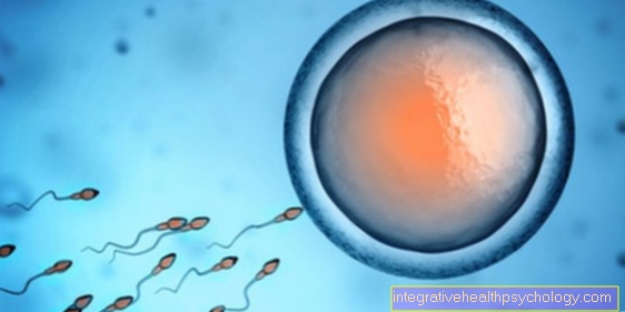 The implantation of the egg cell