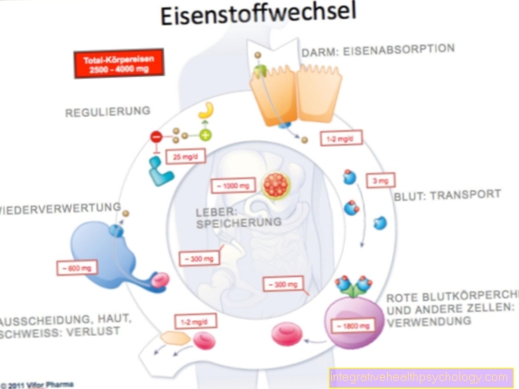 Iron metabolism