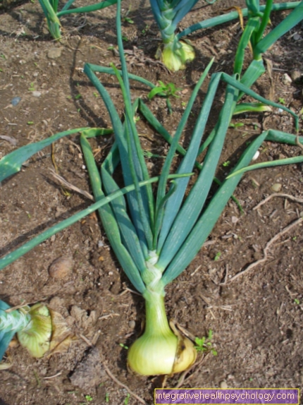 Allium cepa