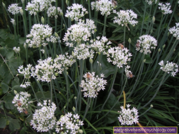 Allium sativum