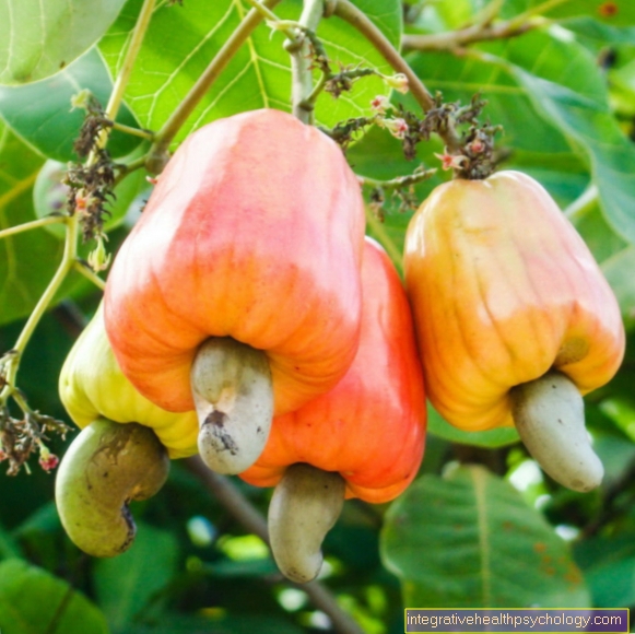 Anacardium