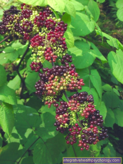 Aralia racemosa