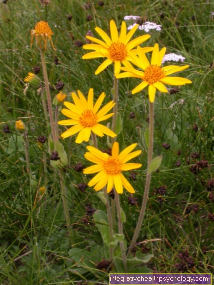 arnica