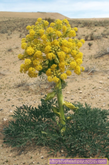 Asafoetida