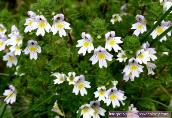 Eyebright