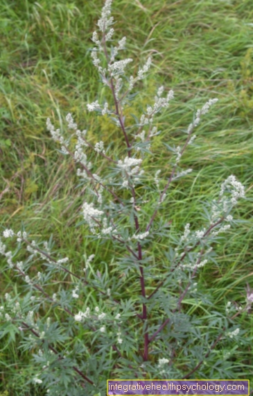 mugwort