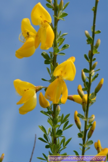 Broom weed