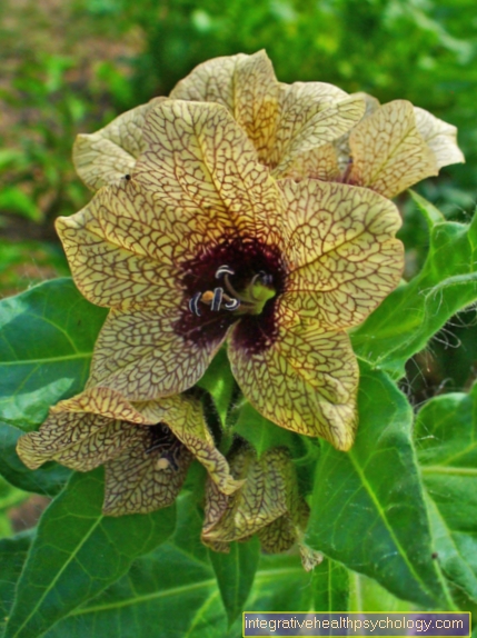 Henbane