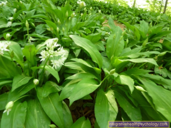 Wild garlic