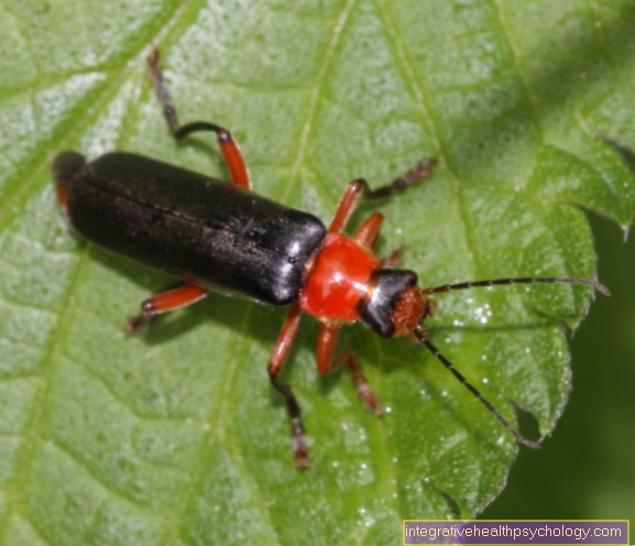 Cantharis