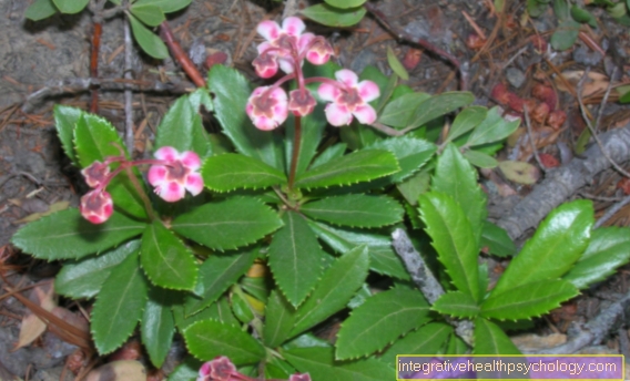 Chimaphila umbellata