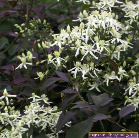 Clematis recta