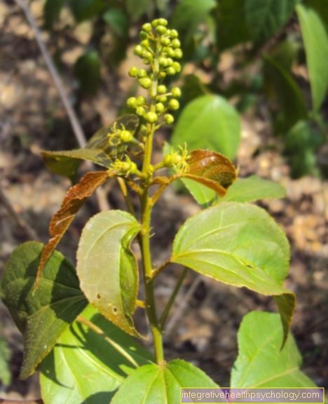 Croton tiglium