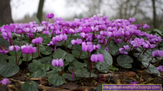 Cyclamen