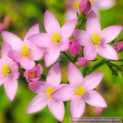 Centaury ดอกไม้ Bach