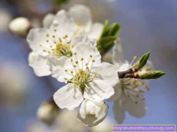 The Bach Flower Cherry Plum