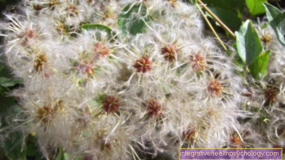 Clematita de flori Bach