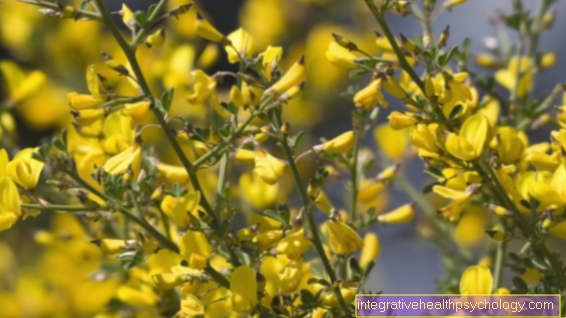 Το λουλούδι Gorse Bach