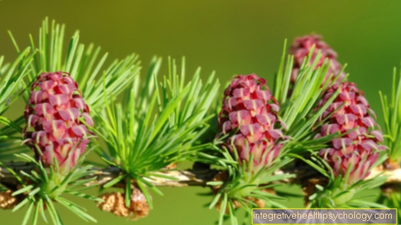 The Larch Bach flower
