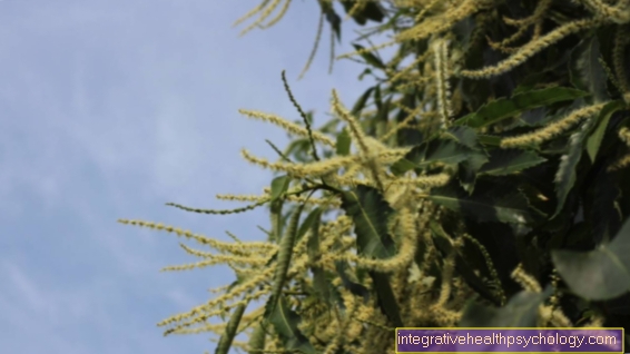 Bachblomman Sweet Chestnut