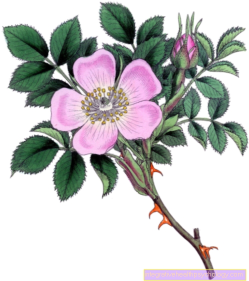 De Bach Flower Wild Rose