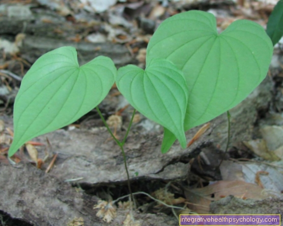 Dioscorea villosa