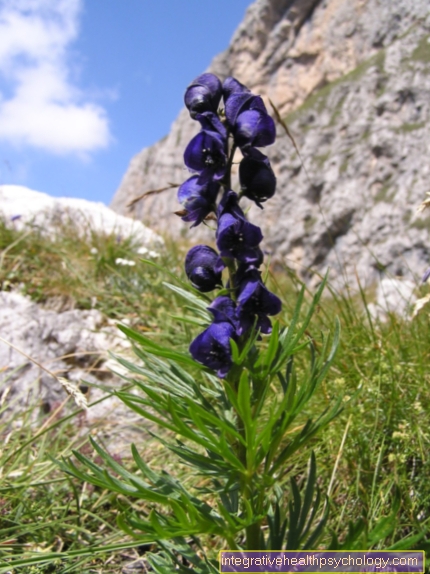 monkshood