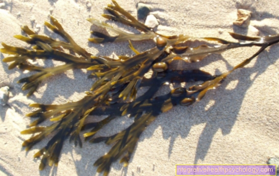 Fucus vesiculosus