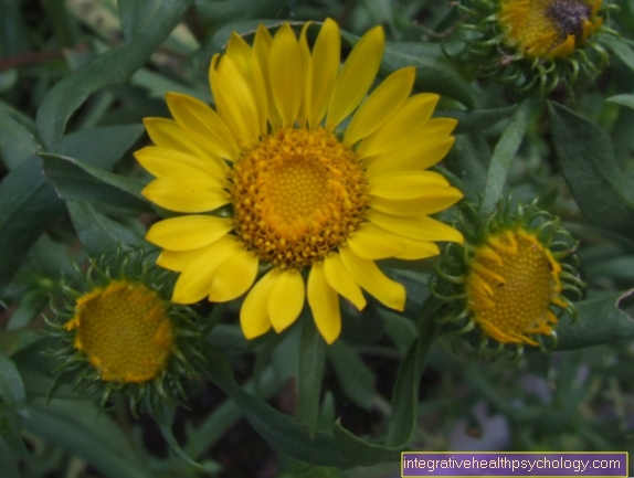 Grindelia 로부스타