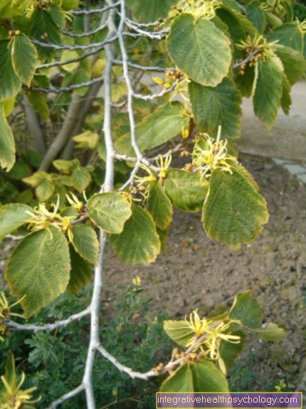 Hamamelis virginiana