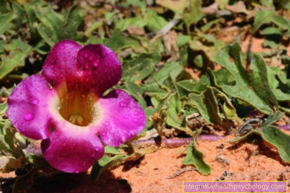 Harpagophytum procumbens