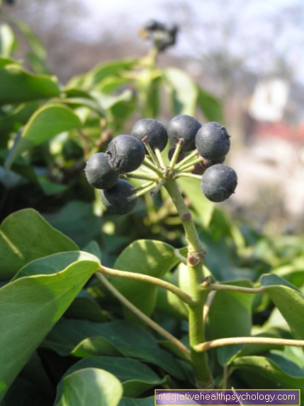 Hedera helix