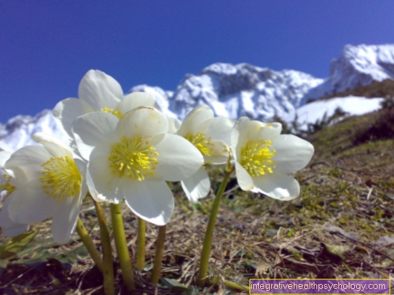 Helleborus Νίγηρας