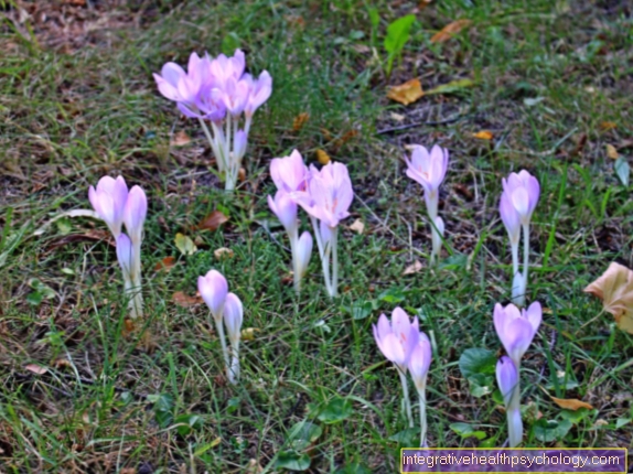 Efterår krokus