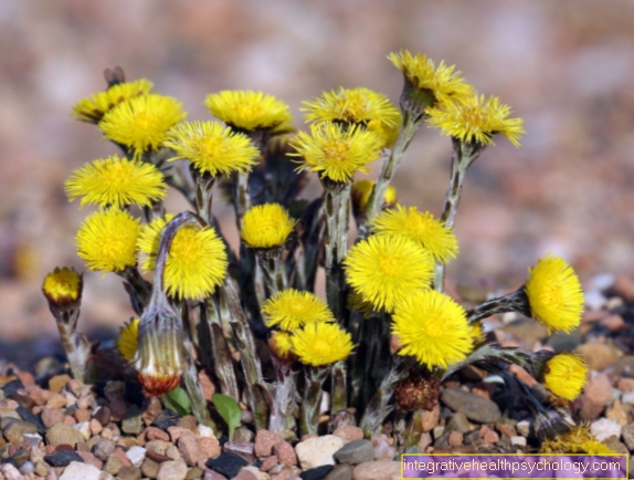 Coltsfoot