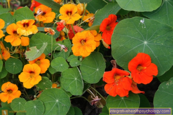 nasturtiums