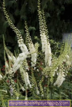 Toadflax